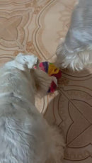 Bola de Fuçar para Cães